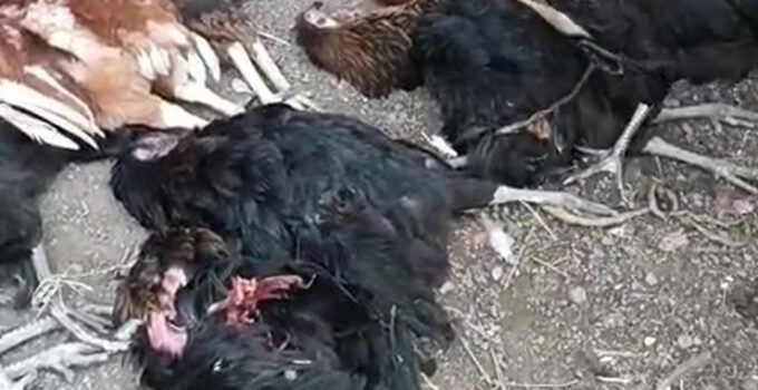 Kümese giren sokak köpekleri 70 tavuğu telef etti