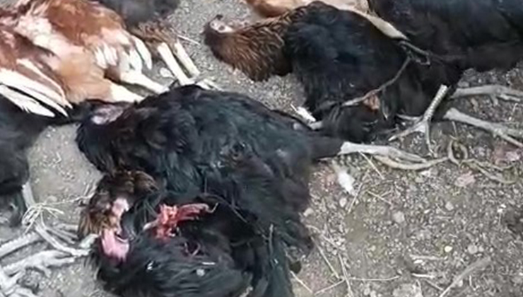 Kümese giren sokak köpekleri 70 tavuğu telef etti