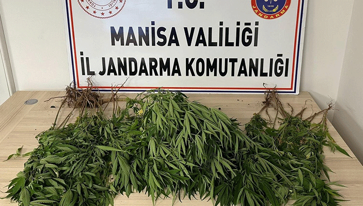 Manisa’da bahçesine kenevir eken kişi tutuklandı