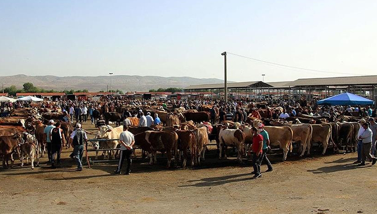 Şap hastalığı nedeniyle kapatılan hayvan pazarlarının açılmasına devam ediliyor