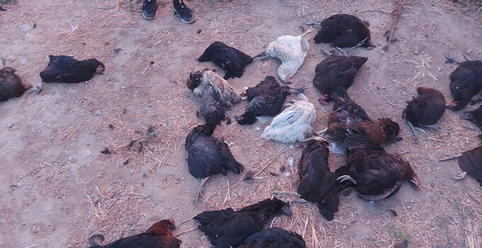 Sokak köpekleri 25 tavuğu telef etti