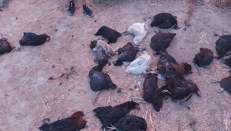 Sokak köpekleri 25 tavuğu telef etti