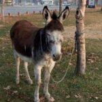Türkiye’de en çok eşek Konya’da!