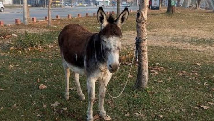 Türkiye’de en çok eşek Konya’da!