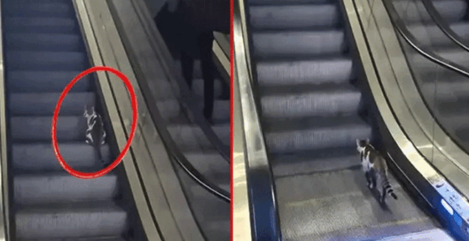 Türkiye’nin konuştuğu video viral oldu