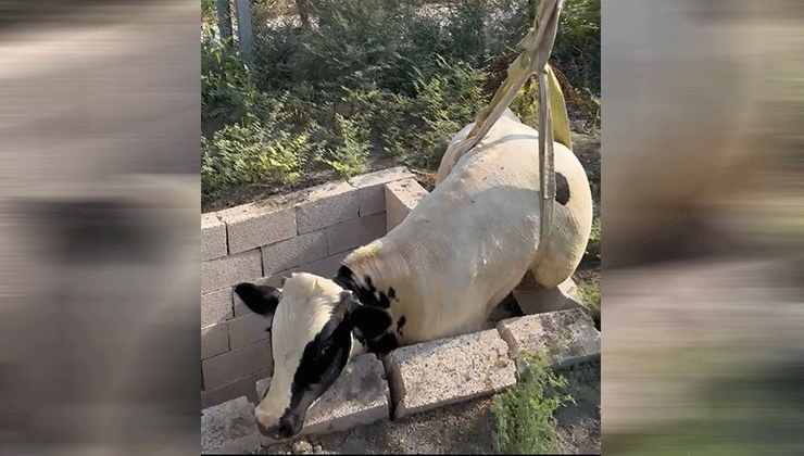 Tuvalet kuyusuna düşen boğa itfaiye ekipleri tarafından kurtarıldı