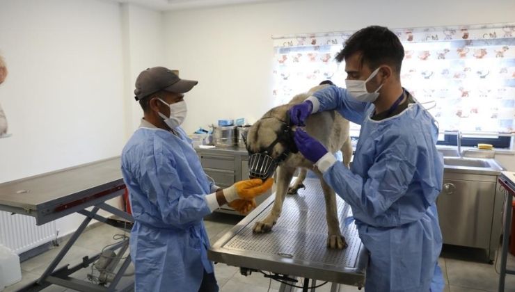 Uyuz tanısı konulan 50 köpek tedavi altına alındı