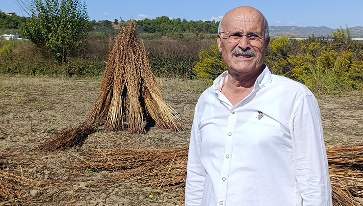 Coğrafi işaret tescilli Altın Susam’a hırsız dadandı
