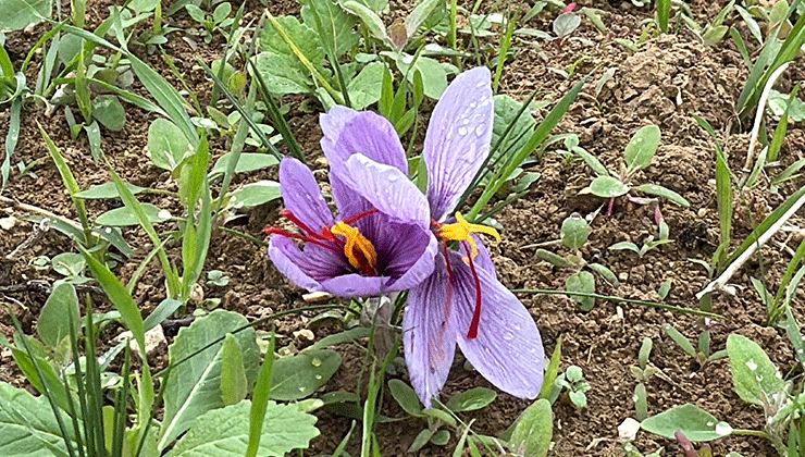 Dünyanın en pahalı baharatın hasadı başladı