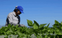 FAO ve Türkiye’den tarım politikalarını güçlendirecek yeni proje
