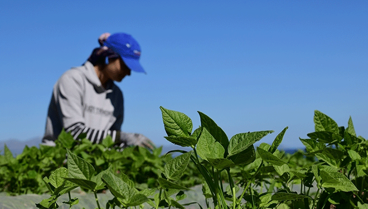 FAO ve Türkiye’den tarım politikalarını güçlendirecek yeni proje