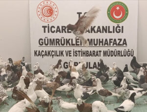 Gürbulak Gümrük Kapısı’nda “cancan” cinsi 85 güvercine el konuldu
