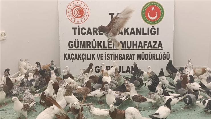 Gürbulak Gümrük Kapısı’nda “cancan” cinsi 85 güvercine el konuldu