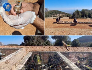Hatay’da yurt dışına kaçırılmak istenirken ele geçirilen 1431 saka kuşu doğaya salındı