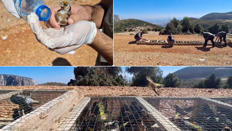 Hatay’da yurt dışına kaçırılmak istenirken ele geçirilen 1431 saka kuşu doğaya salındı