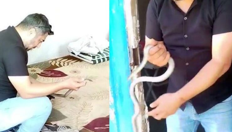 İnsanlar korkularından konteynere giremezken o elleriyle 1 metrelik yılanı yakaladı