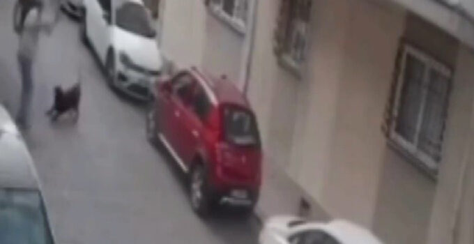 İzmir’de köpeğe kemerli şiddet