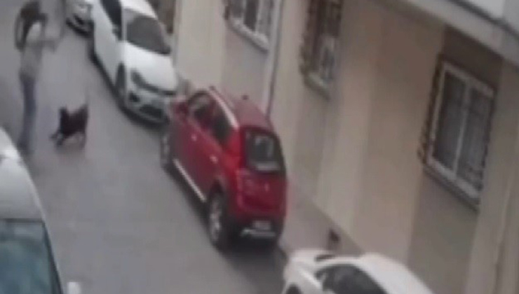 İzmir’de köpeğe kemerli şiddet