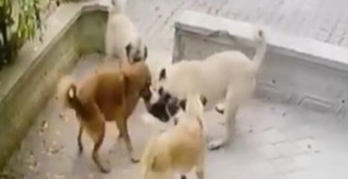 Kediye saldıran köpek sürüsü kameraya yansıdı