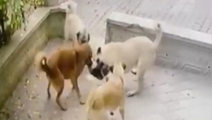 Kediye saldıran köpek sürüsü kameraya yansıdı