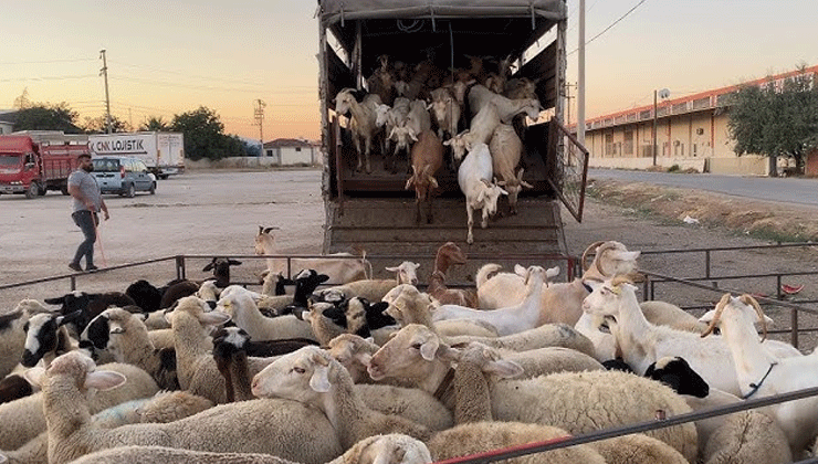 Konya’da Hayvan Pazarı yarın açılıyor