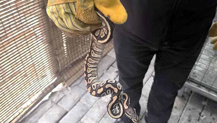 Konya’da vatandaşın cebinden çıkan piton yılanına el konuldu