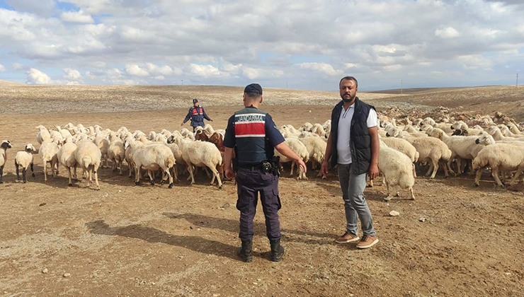 Konya’daki kayıp küçükbaş hayvanlar bulundu