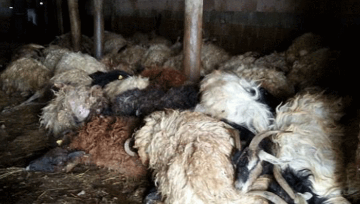 Kulu’da canavar gündüz vakti saldırdı
