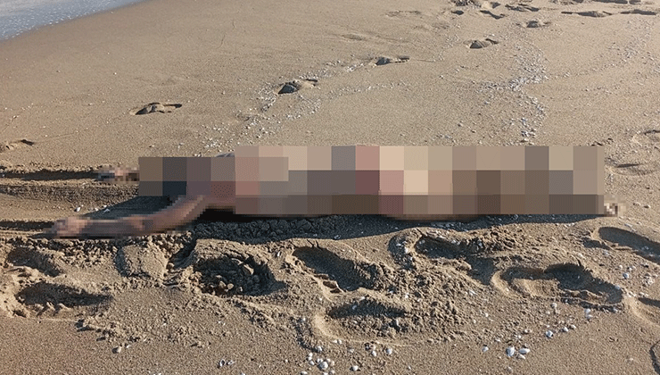 Sakarya’da sahilde çıplak erkek cesedi bulundu