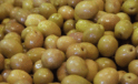 Sofralık zeytin ihracatında rekor kırıldı