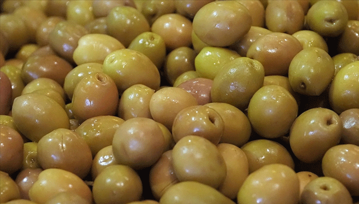 Sofralık zeytin ihracatında rekor kırıldı