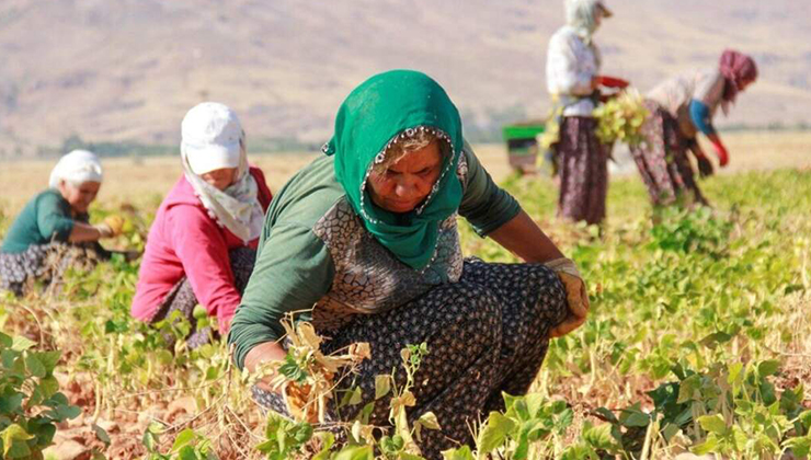 Tarımda kadın erkek eşitsizliği sektörü baltalıyor