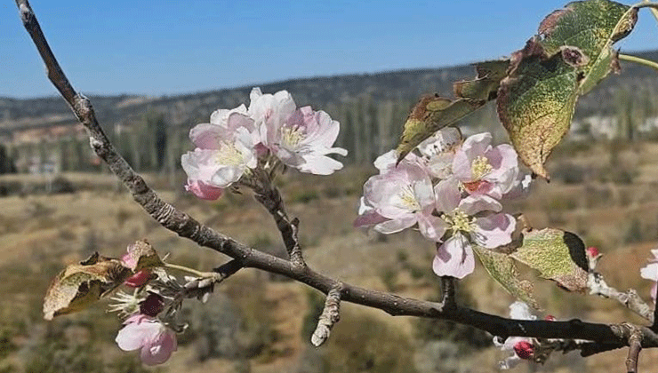 Yağış beklenirken Bozkır’da ağaçlar çiçek açtı
