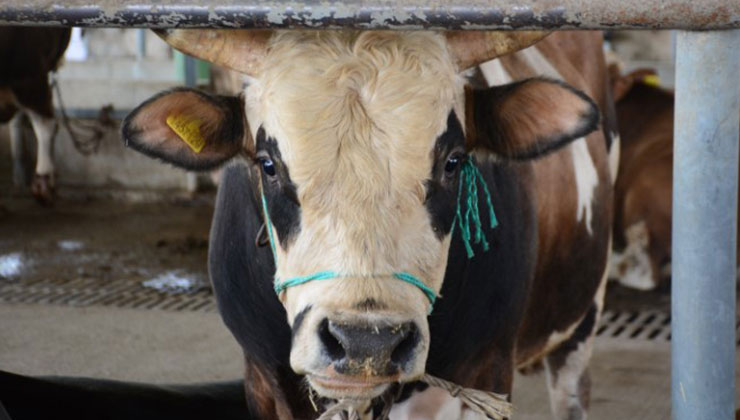 Uzmanından ’Deli dana’ uyarısı