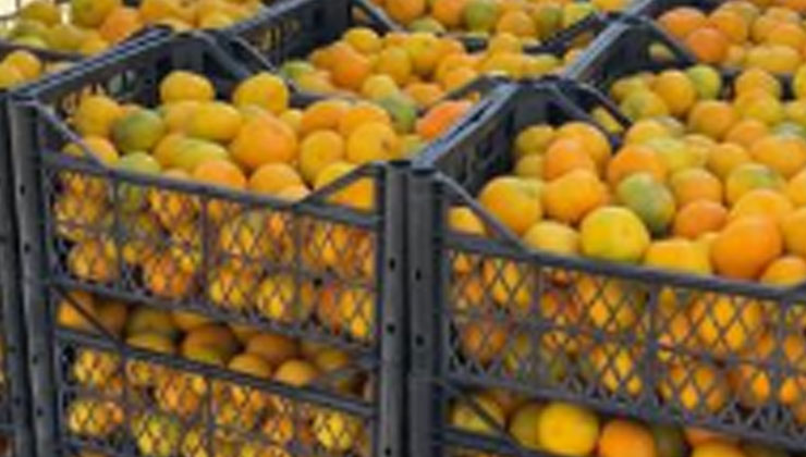 Alıcı çıkmayan tonlarca mandalinayı ücretsiz dağıttılar