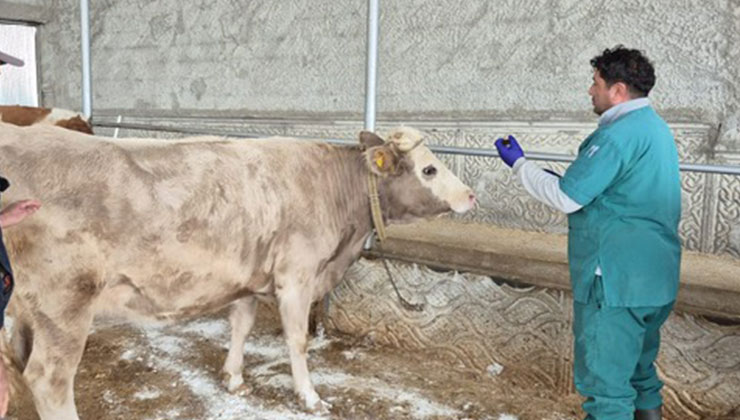 Altınekin’de şap ve brusella aşısı yapıldı