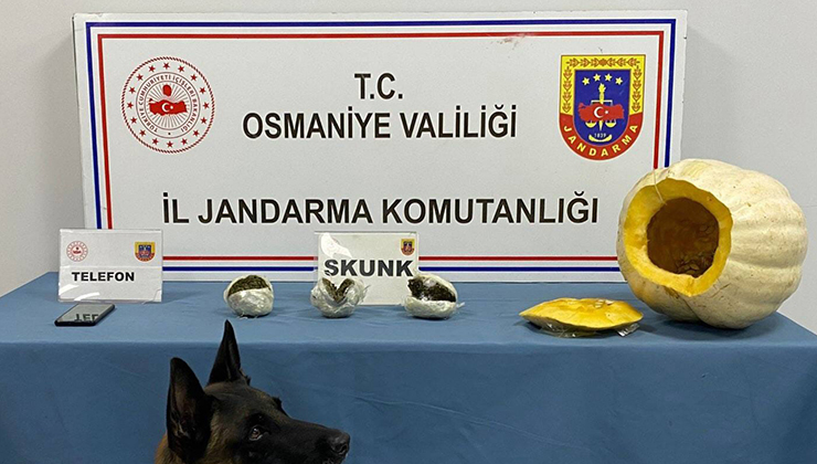 Bal kabağından uyuşturucu çıktı