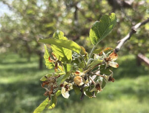 Bu yıl yaşanan zirai don nedeniyle üreticilere 23 milyar liralık hasar tazminatı ödendi