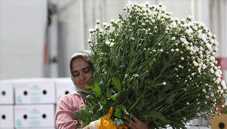 Çiçek sektörü ihracatta rekora koşuyor
