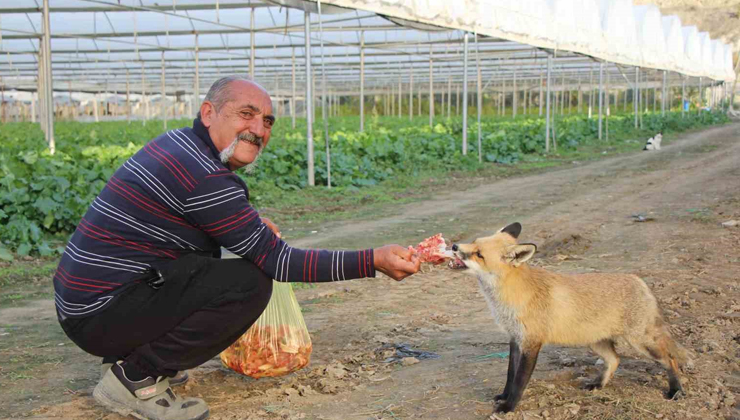 Çiftçi ile tilkinin sıra dışı dostluğu: Serasını koruyan tilkiyi et ve dönerle besliyor