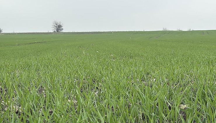 Çiftçilerin buğday ekim mesaisi sürüyor