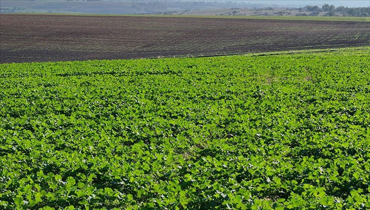 Edirne’de son dönemdeki yağışlar kanola üreticisini sevindirdi
