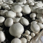 Ekosistemin ilkel canlıları: Mantarların doğadaki rolü