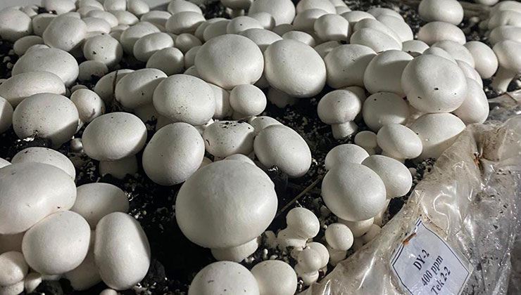 Ekosistemin ilkel canlıları: Mantarların doğadaki rolü