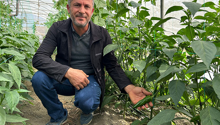 ‘En acı biber’in hasat zamanı