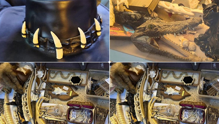 İstanbul’da yasa dışı yaban hayatı ürünlerine el konuldu