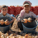 Karatay’da soğan hasadı başladı