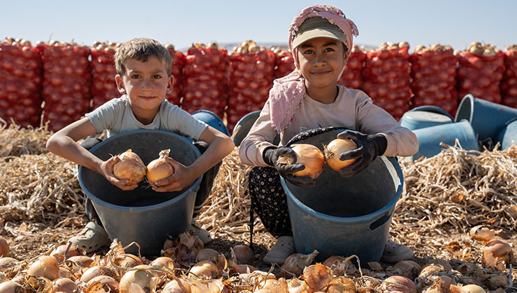 Karatay’da soğan hasadı başladı