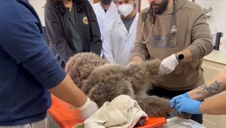 Kars’ta bitkin bulunan yaralı bozayının tedavisi sürüyor