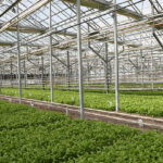 Konya Şeker, pancar testlerinde dünya liginde